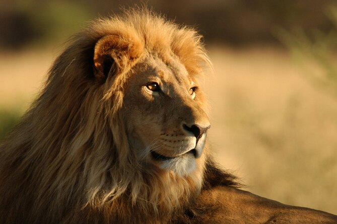 Full Day Big 5 Aquila Safari Private Transfers Including Park Fee From Cape Town - Good To Know