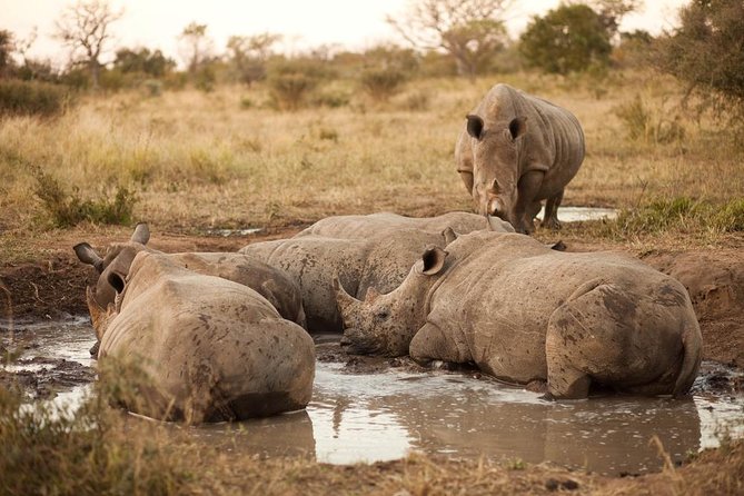 Full Day Big 5 Game Safari in Kruger National Park From Hazyview - Good To Know