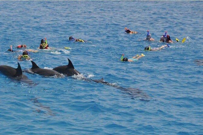 Full-day Dolphin House And Swim With Dolphin - Experience Overview