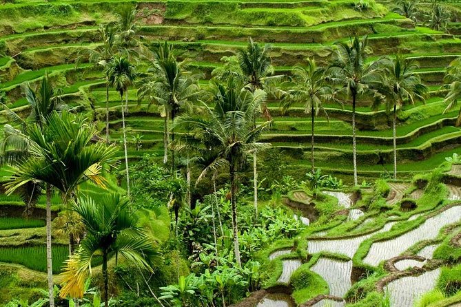 Full Day Exploring UBUD and Rice Terrace - Good To Know