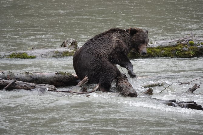 Full Day Grizzly Bear Tour to Toba Inlet - Good To Know
