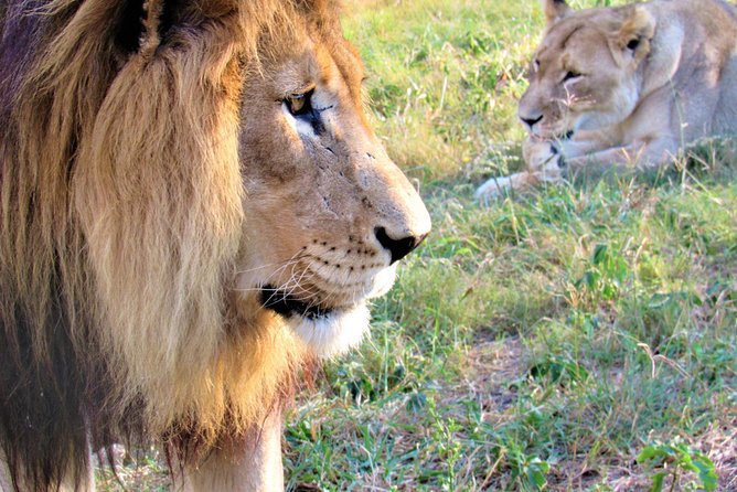 Full-Day Kruger National Park Safari - Good To Know