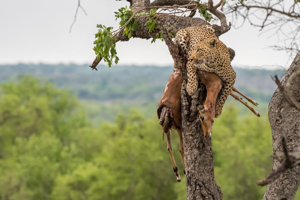 Full-Day Private Big 5 Safari in Kruger National Park - Good To Know