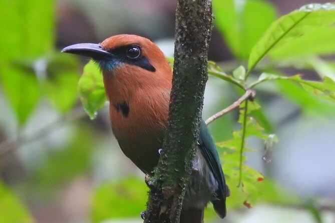 Full Day Private Bird and Nature Sightseeing Tour in Pipe Line - Good To Know