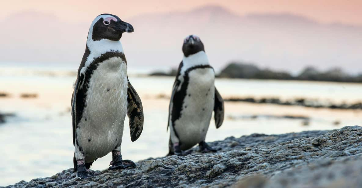 Full Day Private Cape Peninsula and Boulders Beach Tour - Good To Know