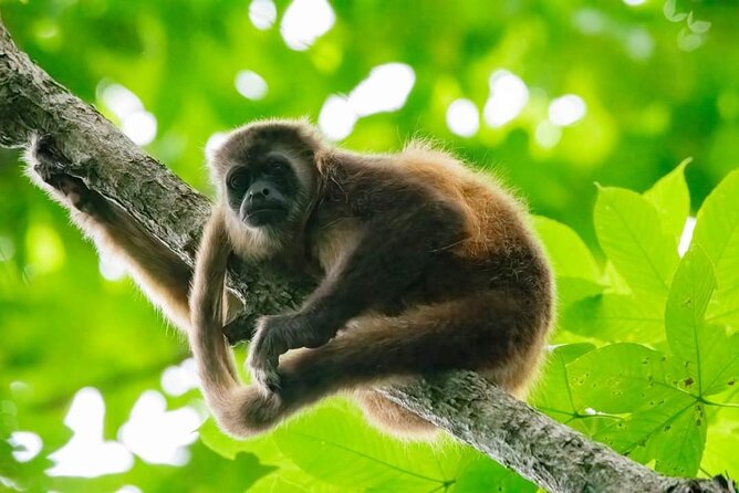 Full Day Private Churute Mangroves Reserve and Cocoa Farm Tour - About Your Stay
