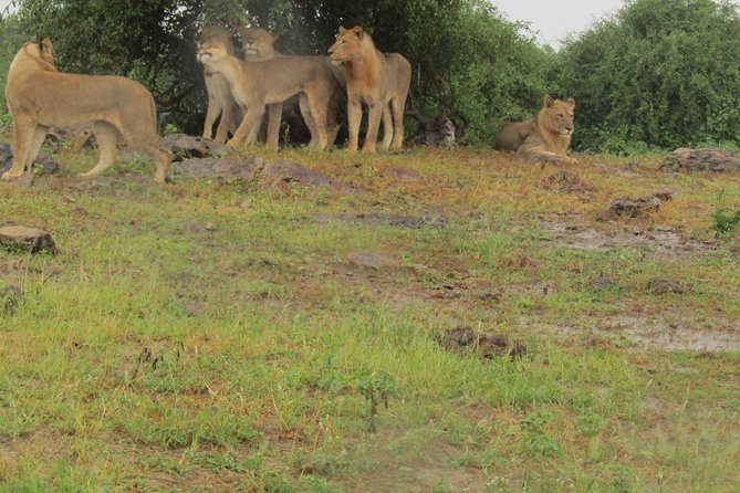 Full Day Safari Tour of Pilanesberg National Park, Open Jeep Experience - Safari Highlights