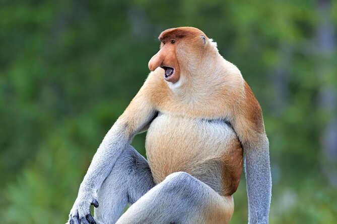 Full-Day Sepilok Orangutan and Proboscis Monkey From Sandakan or Kota Kinabalu - Good To Know