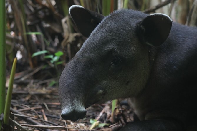 Full Day Tour in Corcovado National Park - About Your Stay