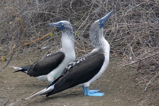 Full Day Tour Isla Salango Snorkel Seabirds From Guayaquil - Good To Know