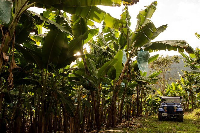 Full Day Tour of Cocora Valley, Salento, and Coffee Farm Tour (from Pereira) - Good To Know