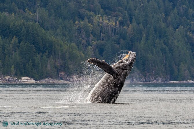 Full Day Whale Watching Campbell River - Good To Know