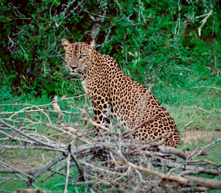 Full-Day Wild Safari in Kumana National Park - Safari Overview and Pricing