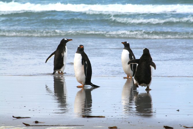 Gentoo Penguins at Berthas Beach Guided Tour From Stanley - Good To Know