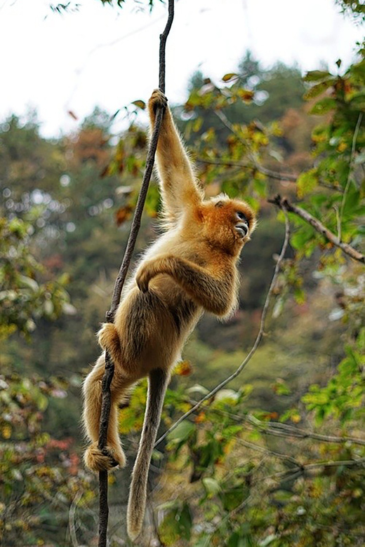 Get Close to the Agility of the Golden Snub-Nosed Monkey - Overview and Pricing