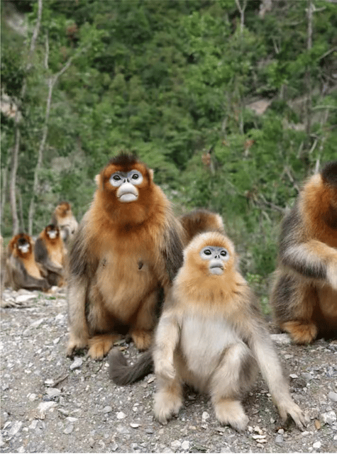 Get Close to the Agility of the Golden Snub-Nosed Monkey - Good To Know