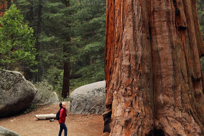 Giant Redwoods Tour Including a 5-Course Winery Lunch - Good To Know