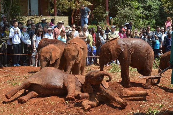 Giraffe Centre, Elephant Orphanage, and Bomas of Kenya Day Tour From Nairobi - Good To Know