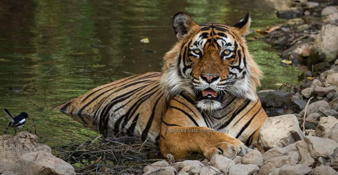 Golden Traingle With Tiger Safari - Good To Know