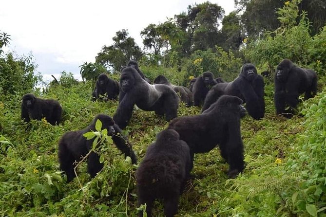 Gorilla Trekking &Wildlife Adventure in Rwanda - Good To Know