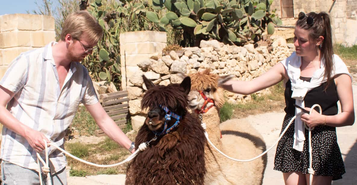 Gozo Alpaca Walks : With Feeding and Farm Visit - Good To Know