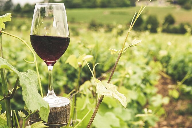 Gozo Wine and Food Tasting - Good To Know