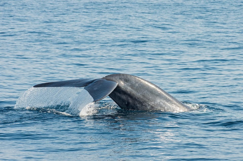 Great Whales - Education Programme - Whales , Dolphins - Good To Know