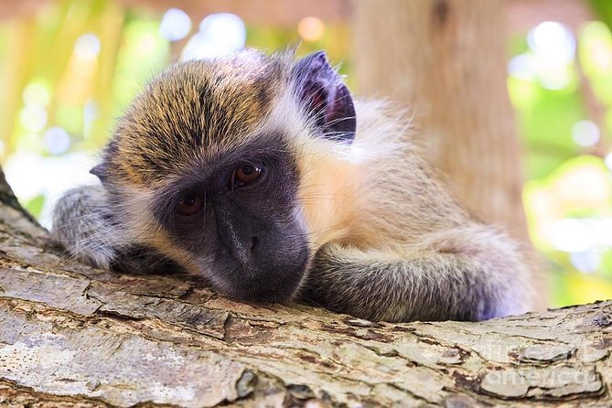 Green Monkey Time - Good To Know