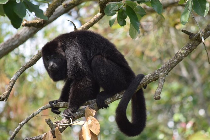 Guanacaste Rainforest Safari With Meal - Meeting and Pickup