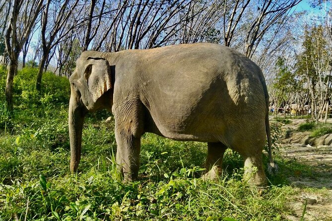 Guide Tour to Khaolak Elephant Sanctuary in Small Group - Good To Know