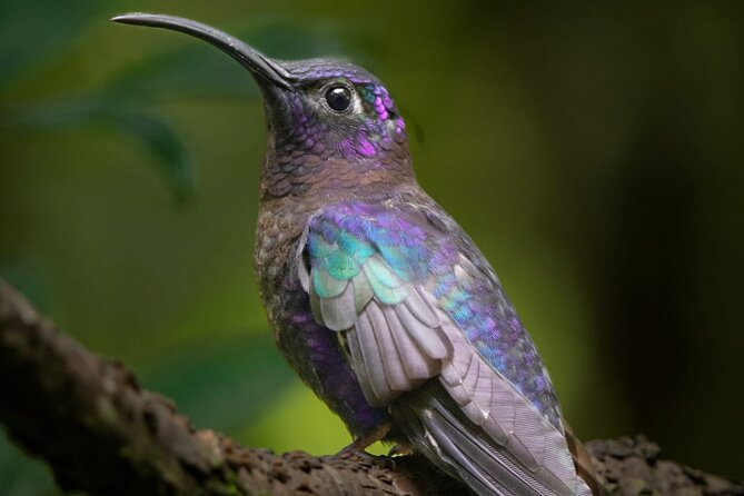 Guided Bird Watching Tour in Monteverde - Good To Know