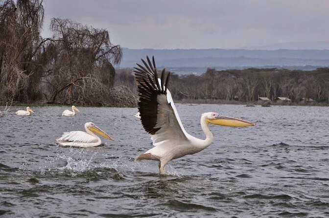 Guided Day Tour Safari of Parks Lake Naivasha and Hells Gate - Good To Know