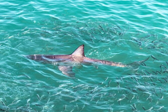 Guided Shark Cage Diving With Hookah Air Supply in Gansbaai - Good To Know