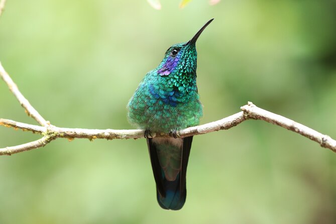 Guided Walk to the Curi Cancha Reserve - Group Size and Recommendation