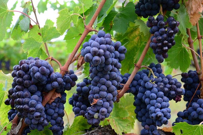 Guided Wine Tour Through the Niagara Wine Trail - Good To Know