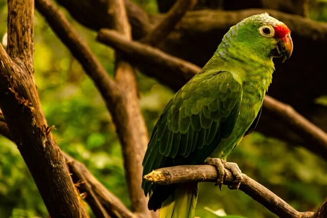 Half Day Birdwatching in Cerro Blanco From Guayaquil - Inclusions and Exclusions