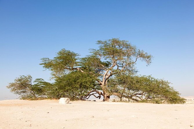 Half-Day Desert Tour - Good To Know