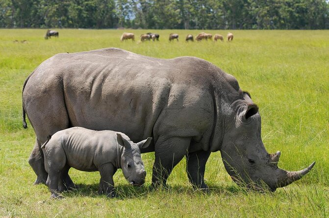 Half Day Guided Tour in Nairobi National Park - Good To Know