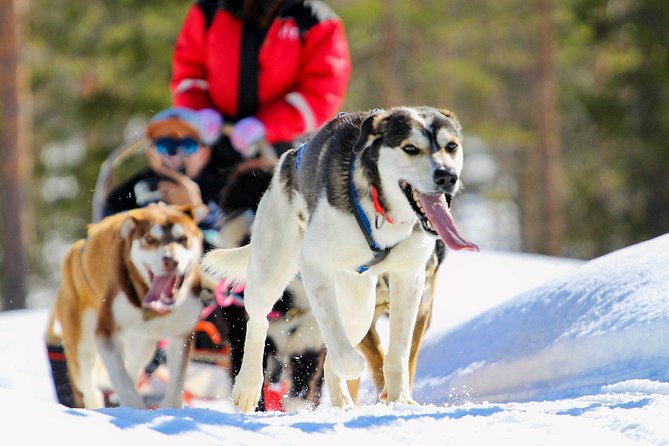 Half-Day Husky Safari and Salmon Ice Fishing Experience - Key Points
