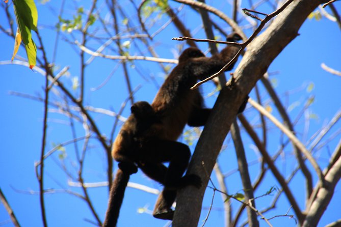 Half-Day Nature Expedition at Ometepe Island