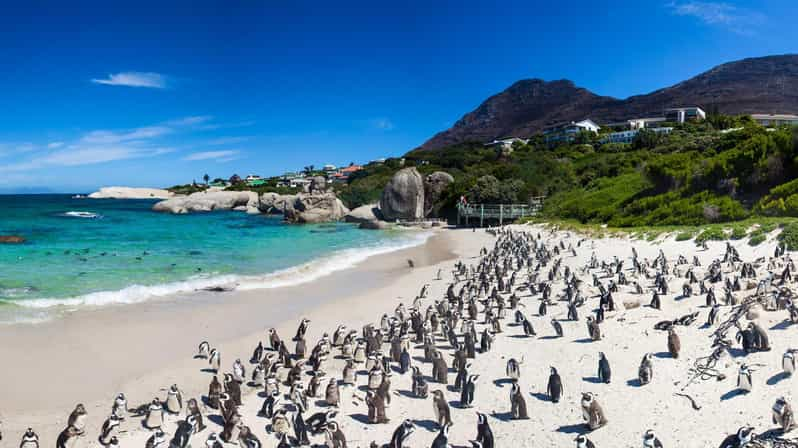 Half-Day: Penguins Boulders Beach (Small Group) - Good To Know