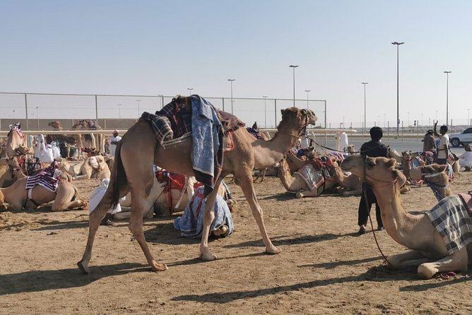 Half-Day Private Guided Camel Race Tour in Qatar - Good To Know