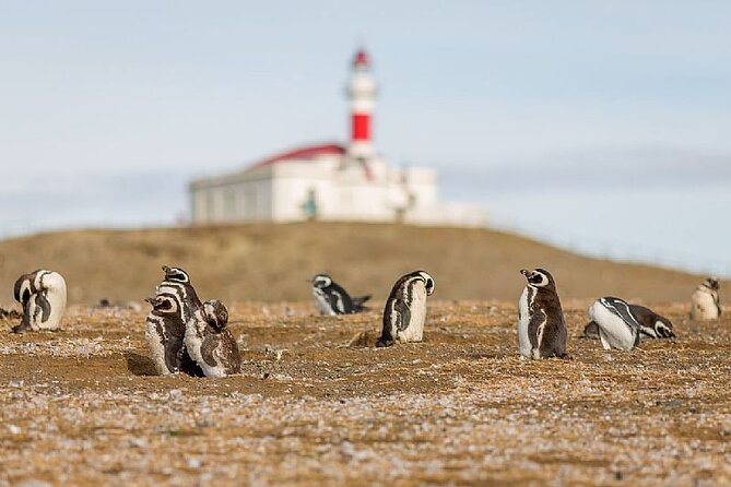 Half Day Sailing Magdlena Island Penguin Colony P.Arenas October to March Only - Good To Know