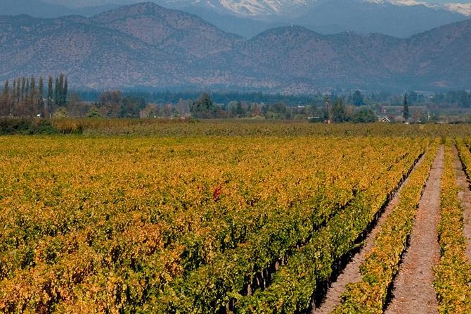 Half Day Trip to Cousiño Macul Vineyard From Santiago - Wine Tasting Included - Good To Know