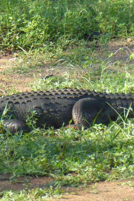 Half-Day Wild Safari in Udawalawa National Park - Safari Overview and Pricing