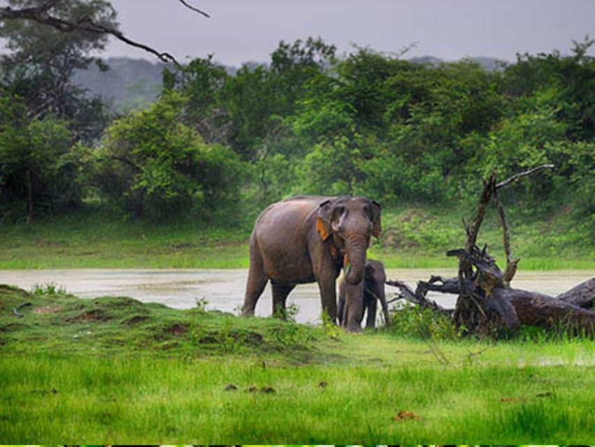 Hambantota Harbor: Safari at Lunugamvehera National Park - Good To Know