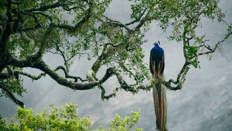 Hambantota Port: Yala National Park Safari Shore Excursion - Wildlife Experience