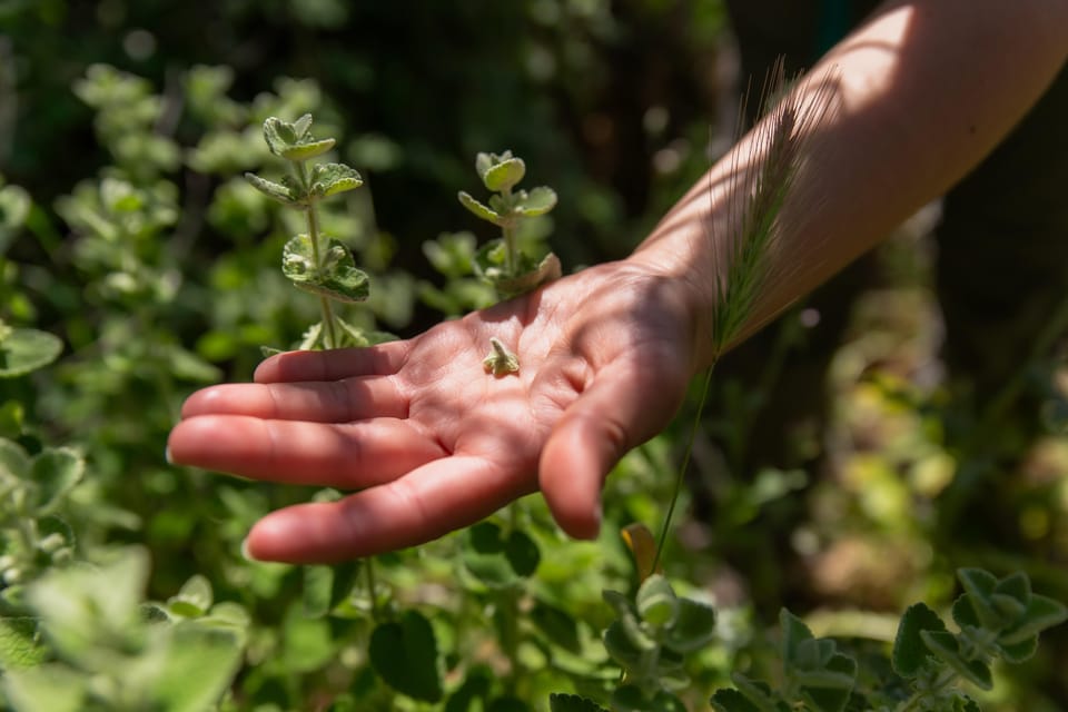 Herbalism and Wildlife (Small Group Experience) - Good To Know