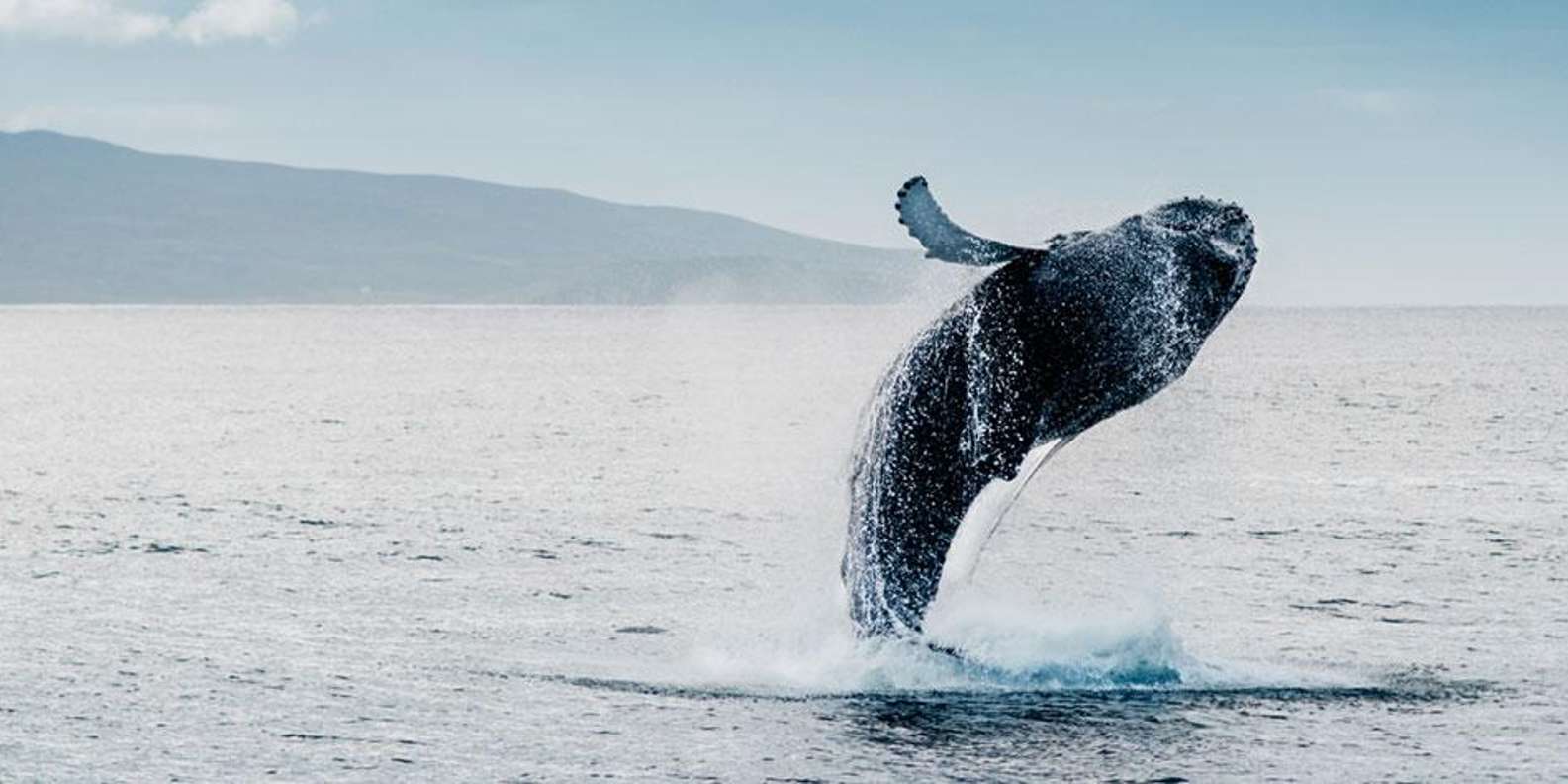 Hermanus Whale Watching and Winelands Private Full-day Tour - Good To Know