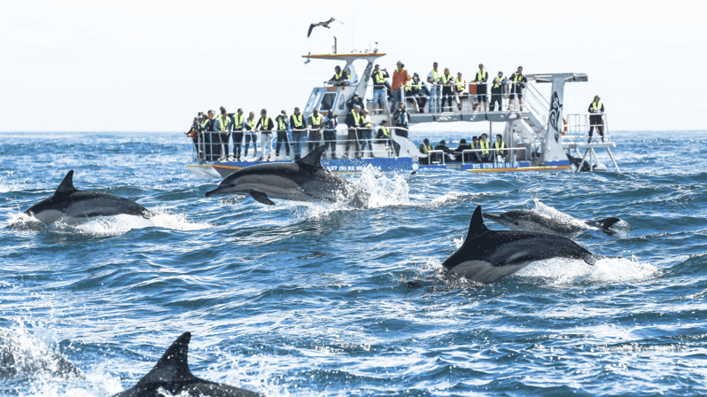 Hermanus Whale Watching and Winelands Private Full-day Tour - Good To Know